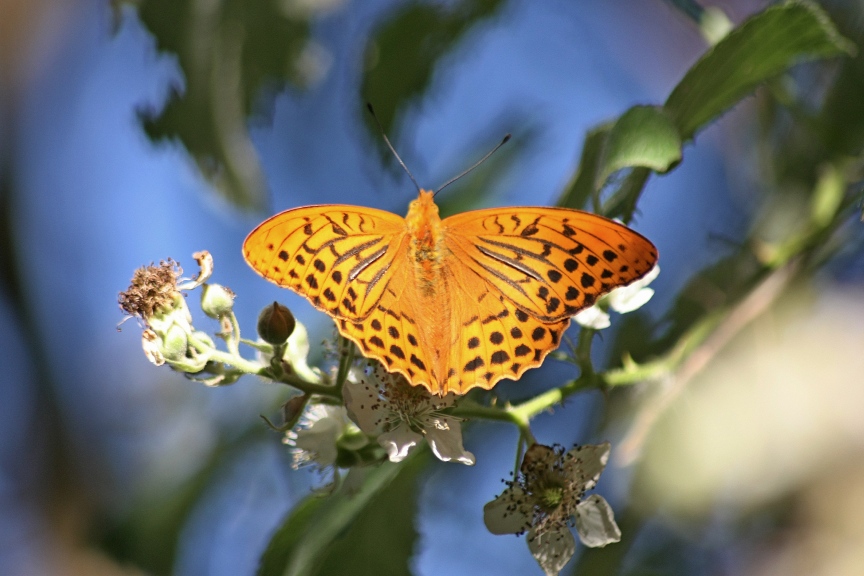 argynnis paphia?